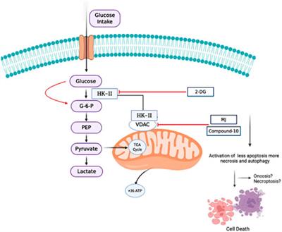 Potential of Novel Methyl Jasmonate Analogs as Anticancer Agents to Metabolically Target HK-2 Activity in Glioblastoma Cells